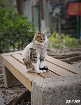 小区里的猫伙伴