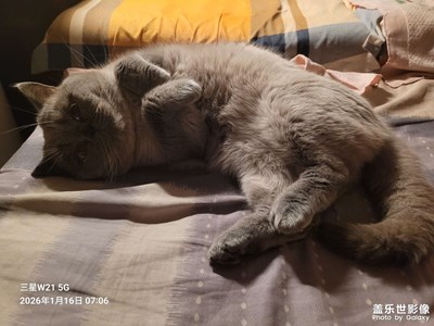 【身边的小自然】我家的小猫