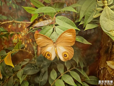 【身边的小自然】+昆虫