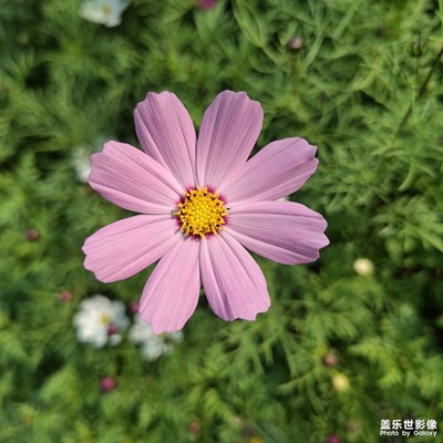 【身边的小自然】花