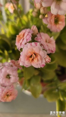 【身边的小自然】妈妈种的花