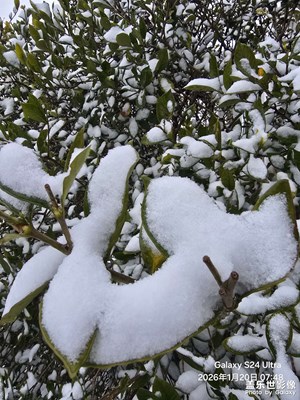 【身边的小自然】+家乡的白雪