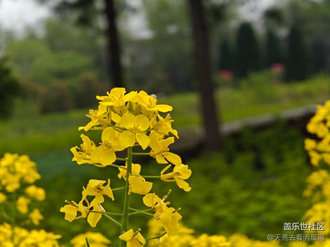 【冬日旅行色】冬日的油菜花