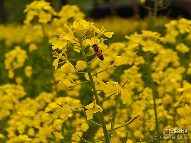 【冬日旅行色】冬日的油菜花