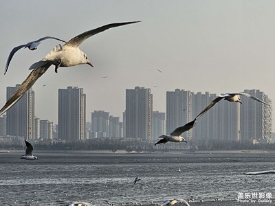 【身边的小自然】身边的美好