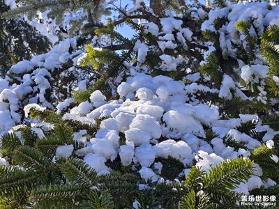 【身边的小自然】雪景