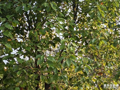 【身边的小自然】时光静好