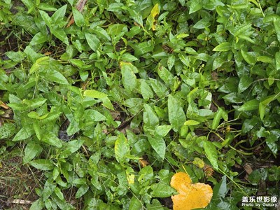 【身边的小自然】拍拍自然风光