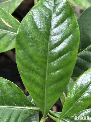 【身边的小自然】安逸的生活