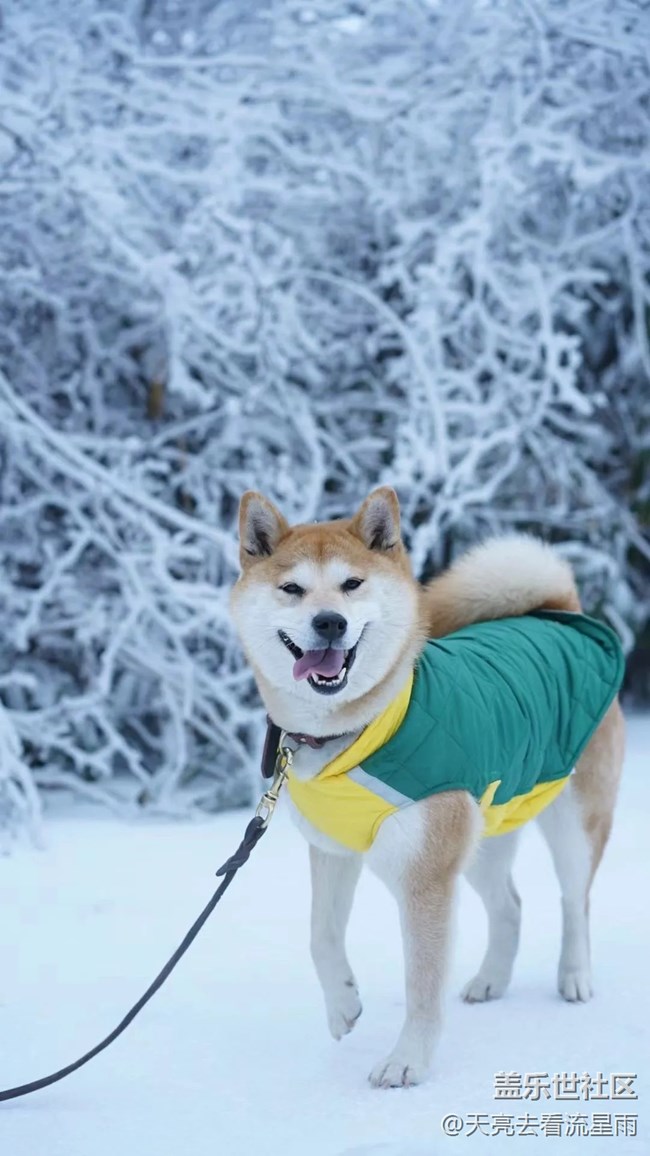 绝美高山冬景行