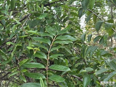 【身边的小自然】身边的美