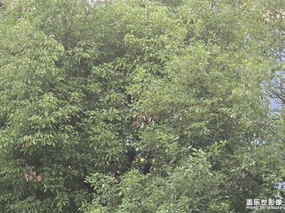 【身边的小自然】绿叶成荫