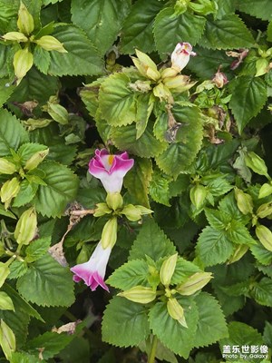 【身边的小自然】自然乐趣