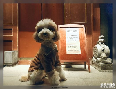 【换个角度看世界】+中年带狗仔