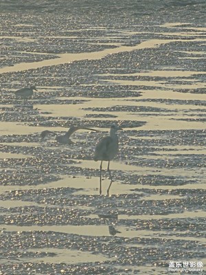 【换个角度看世界】觅食的鸟