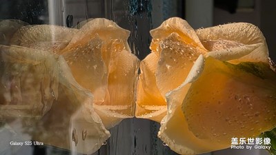 挑战全网最浪漫的玫瑰