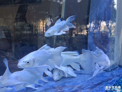 【换个角度看世界】鳞隙游云