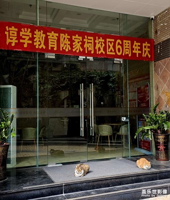 守门口的猫家伙