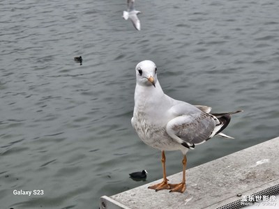 【换个角度看世界】海鸥