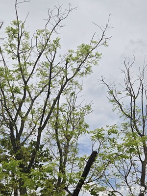 【换个角度看世界】夏日绿意