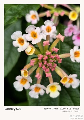 【换个角度看世界】近距离拍花朵