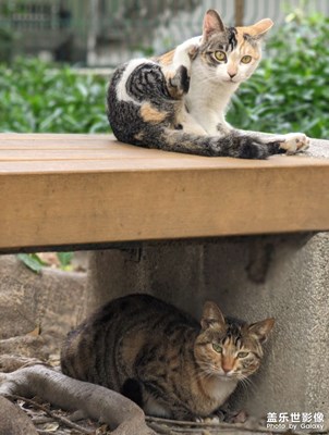 我就系甘的猫样