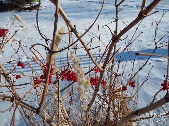 【冬韵】下雪