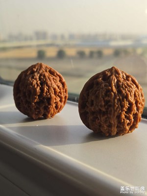 带着核桃去远行