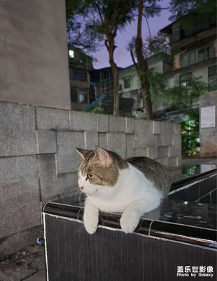 小区里面的一班猫家伙