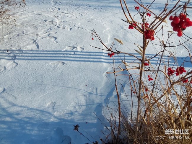 【冬韵】下雪