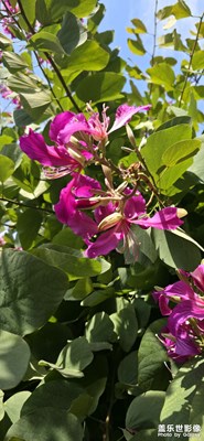 三星S25Ultra拍照变换前后摄像头前置摄像头