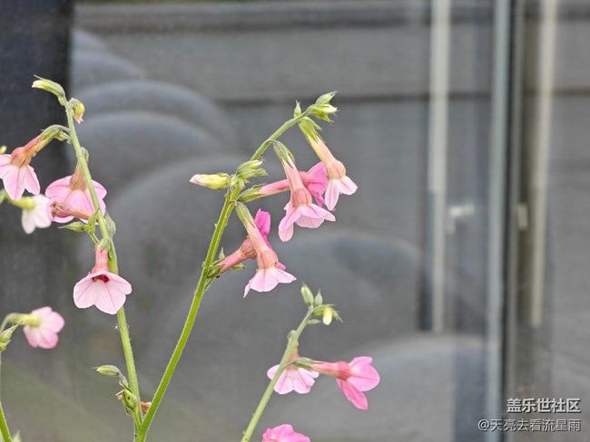 【早春第一站】店门口的花