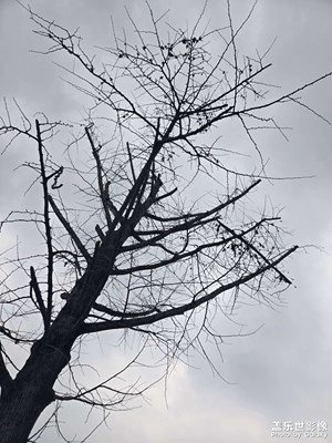 【不期而遇的美】枯树枝