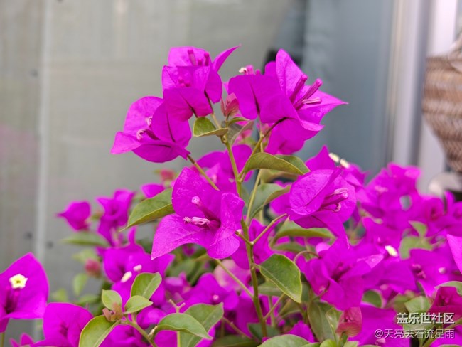 【早春第一站】店门口的花