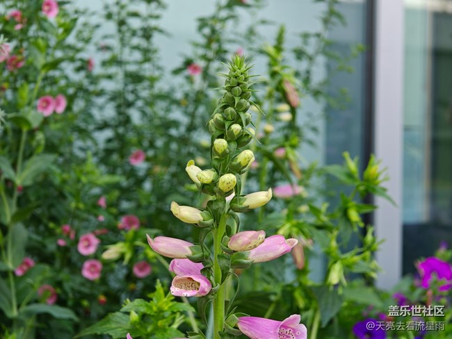 【早春第一站】店门口的花