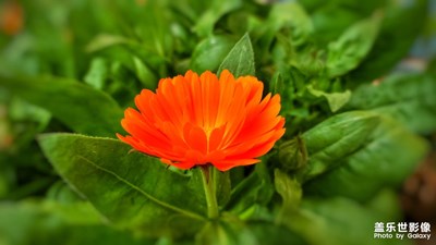 不期而遇的美_艳丽的花朵