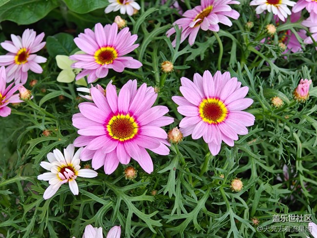 【早春第一站】店门口的花