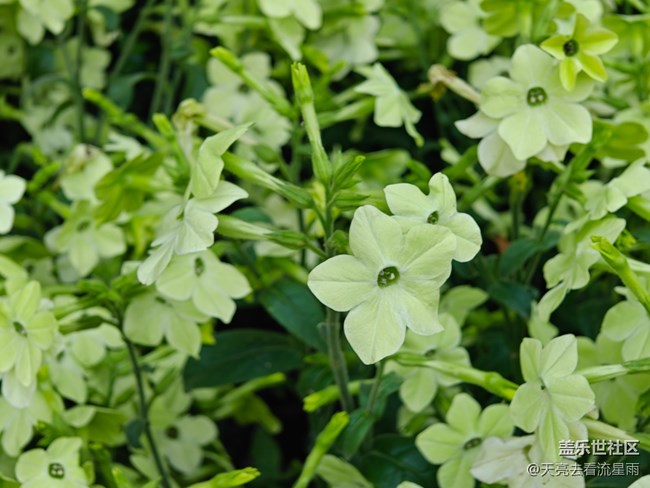 【早春第一站】店门口的花