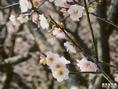 【不期而遇的美】梅花开了