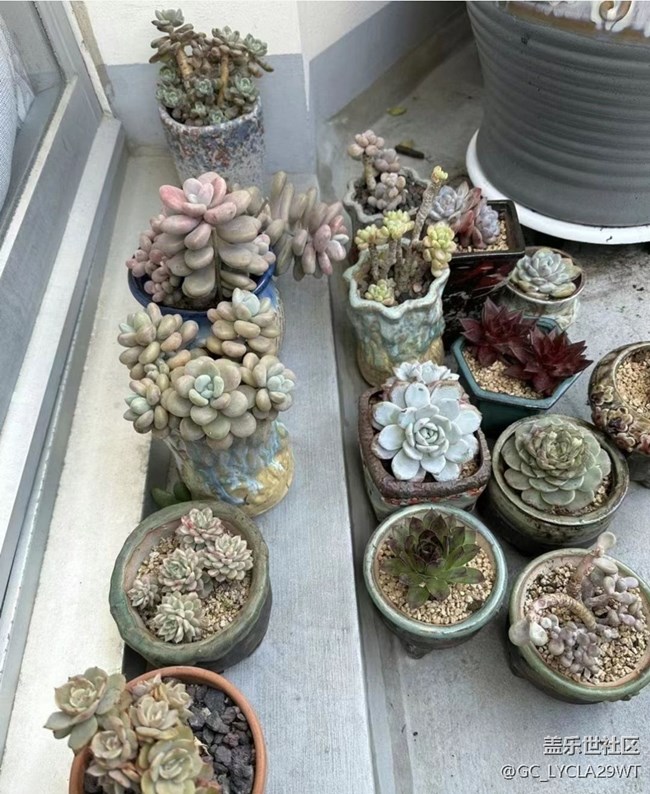 【早春第一站】多肉