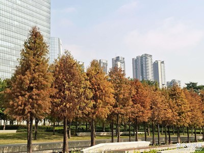 【不期而遇的美】落羽杉