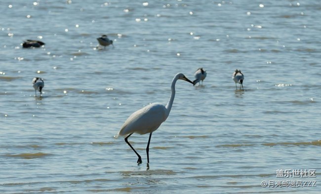 【早春第一站】白鹭