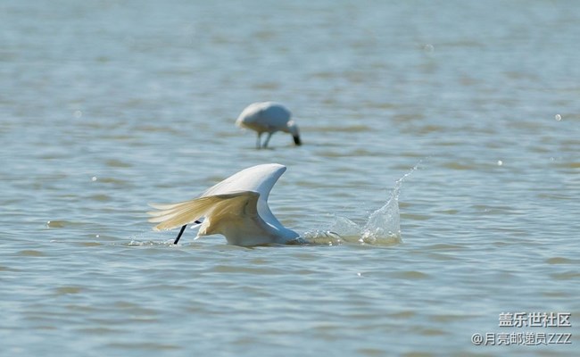 【早春第一站】白鹭