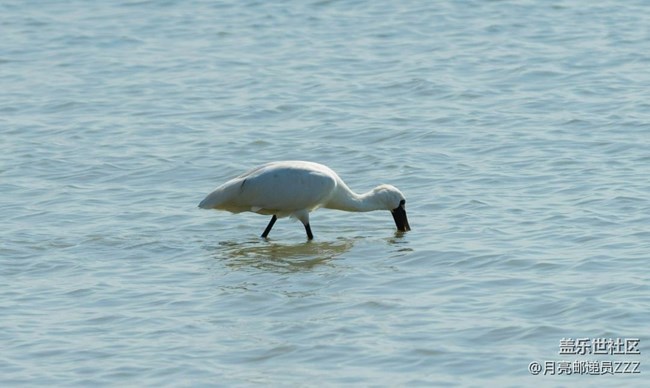 【早春第一站】白鹭