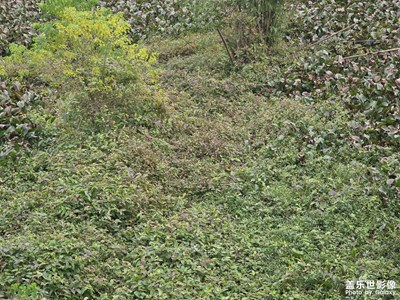 【不期而遇的美】细密的绿意