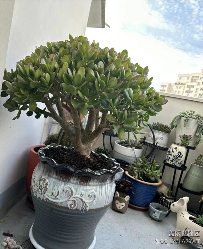 【早春第一站】多肉