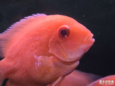 【不期而遇的美】水族馆的小鱼