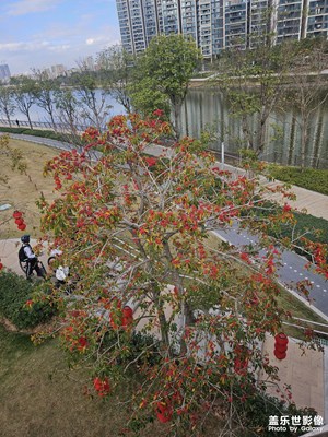 【靓影迎春】花枝招展