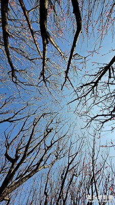 深圳梅园
冬日赏梅
惬意满分