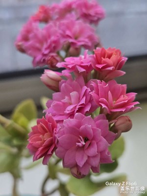 【靓影迎春】+花